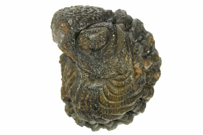 Wide Enrolled Morocops Trilobite - Morocco #323236
